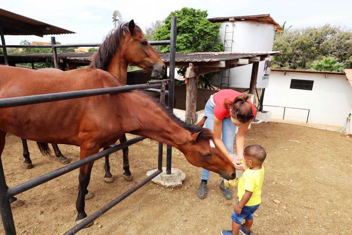 ponyclub